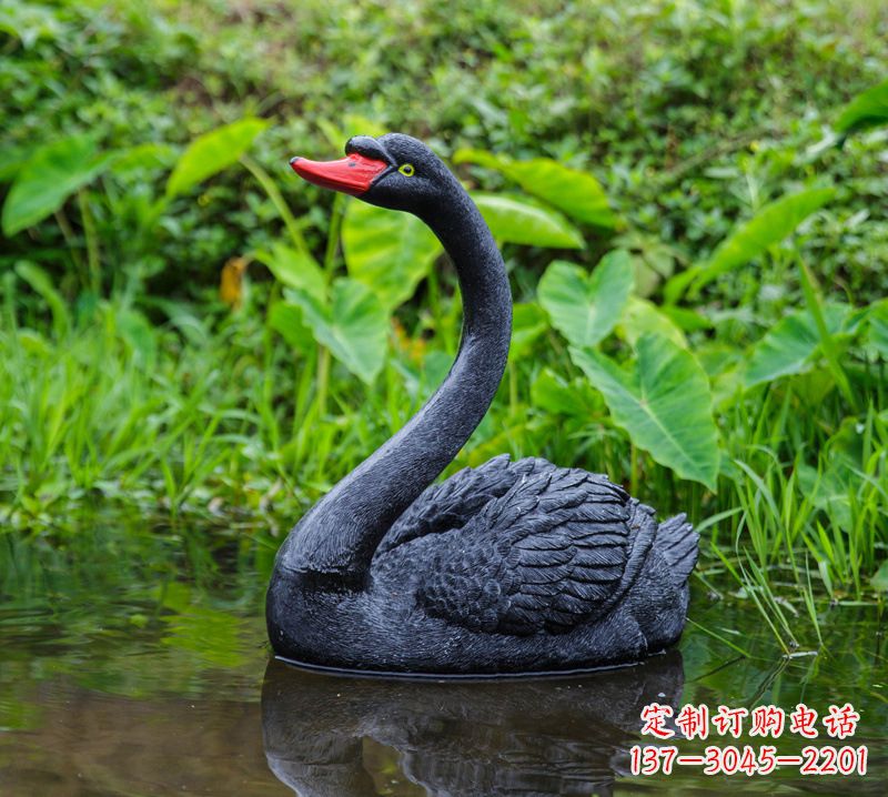 威海黑天鹅婉约鱼尾,完美呈现园林水塘水景