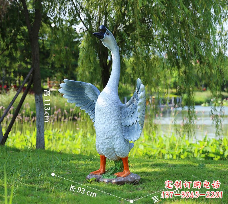 威海站立的灰色展翅天鹅